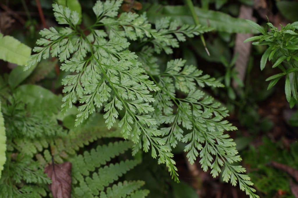 Onychium japonicum (Thunb.) Kunze