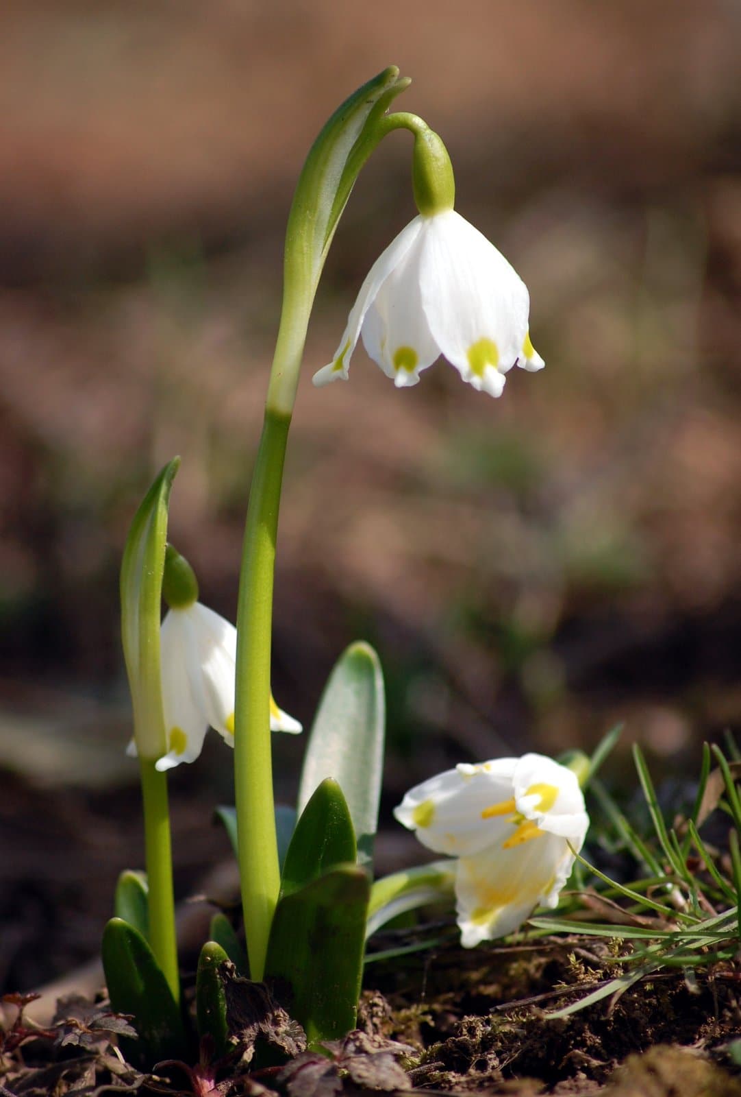 Leucojum vernum L.