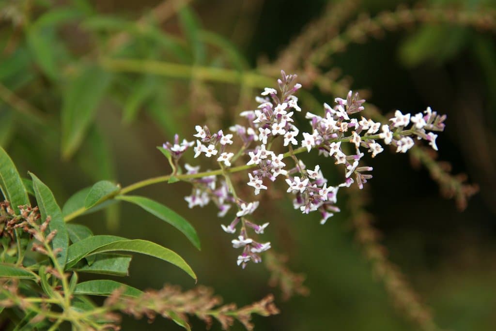 Aloysia citrodora Paláu