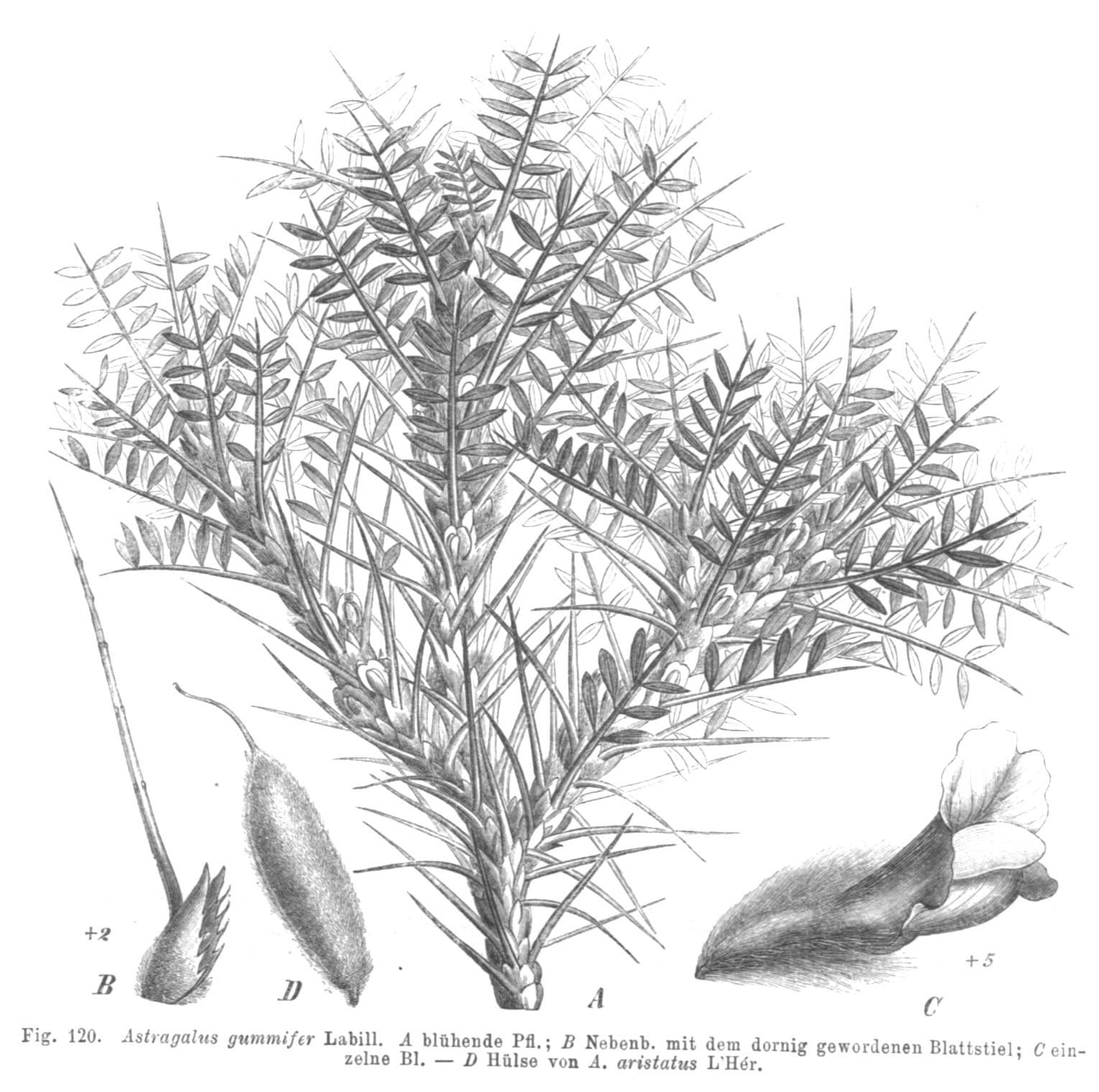 Astragalus gummifer Labill.