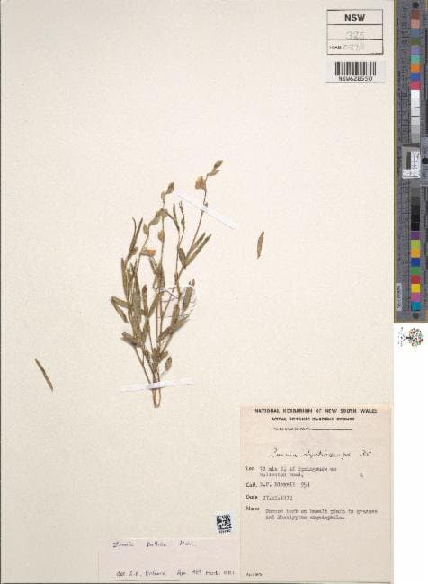 Zornia pallida Mohlenbr.