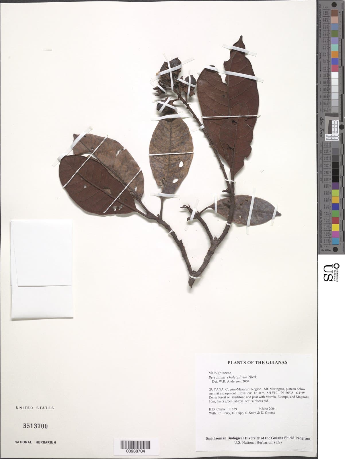 Byrsonima chalcophylla Nied.