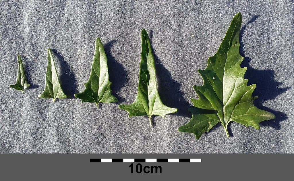 Atriplex sagittata Borkh.