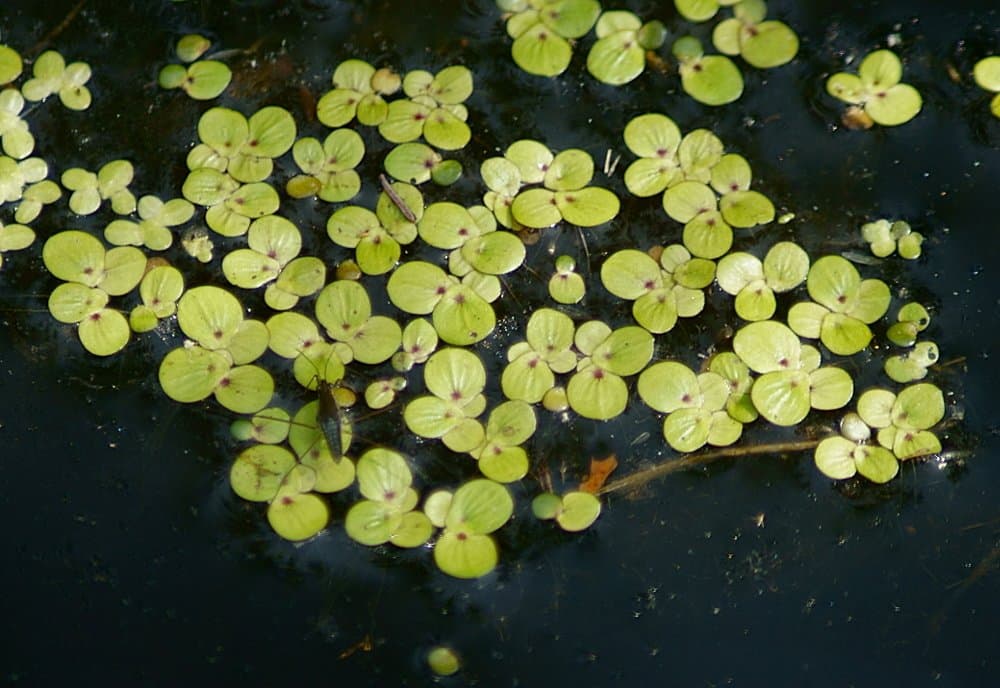 Spirodela polyrhiza (L.) Schleid.