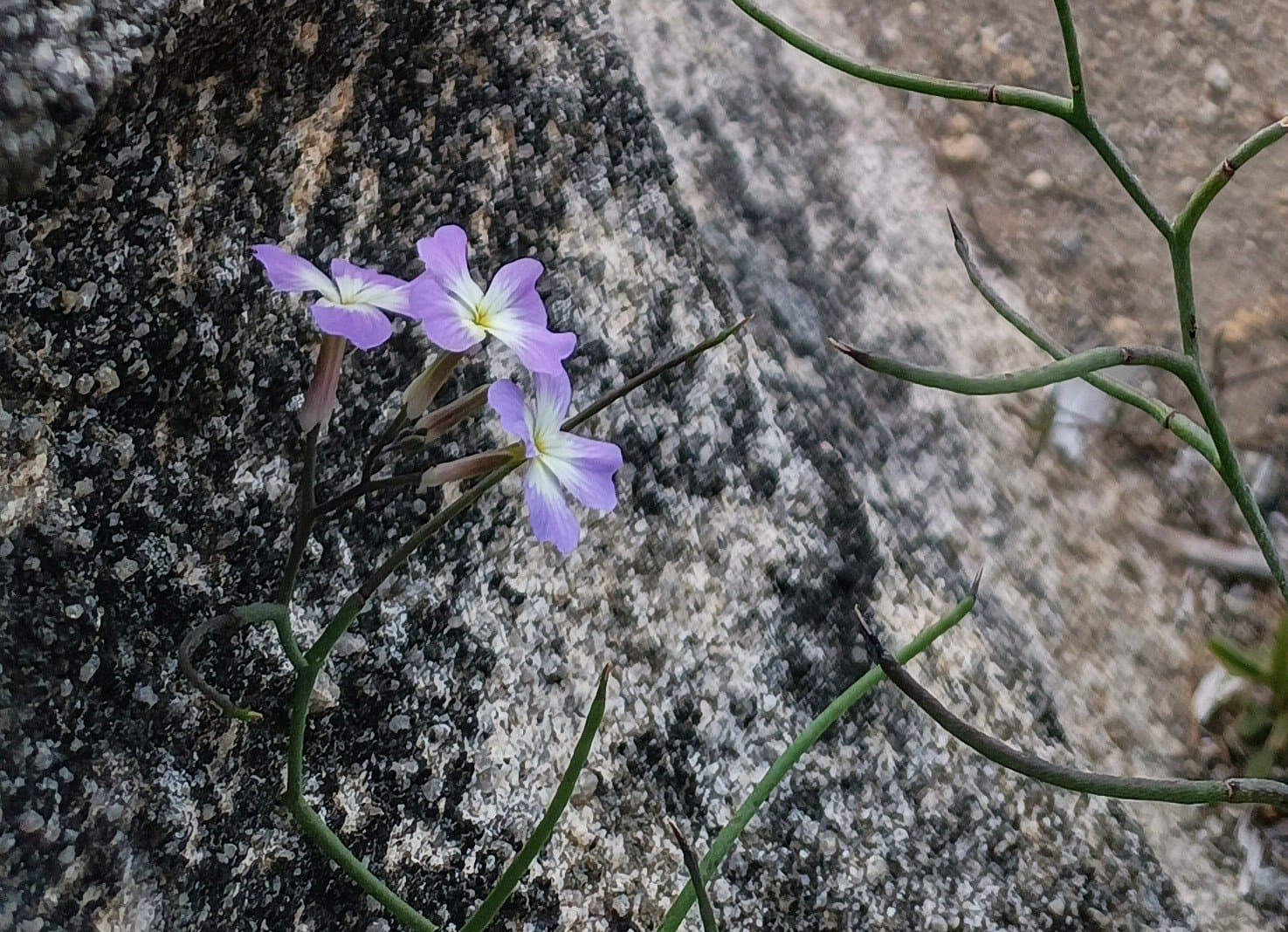 Malcolmia macrocalyx (Halácsy) Rech.f.