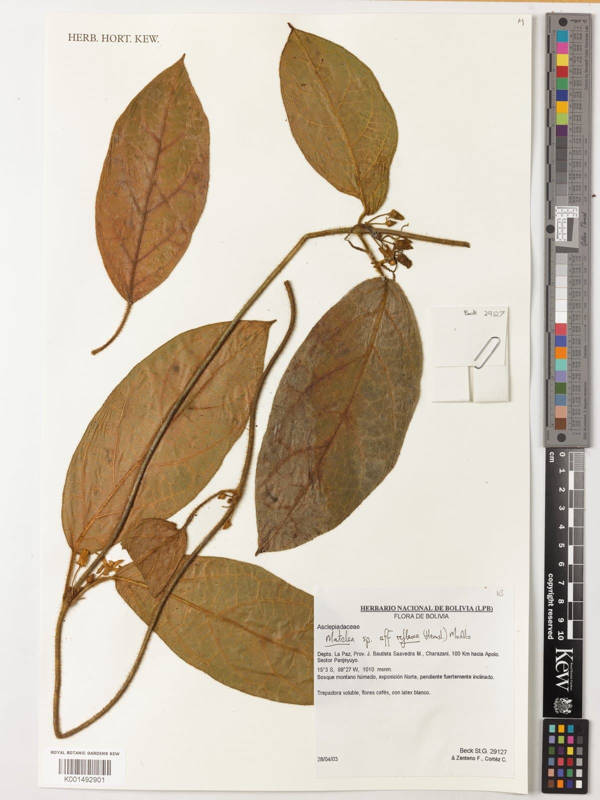 Pseudolachnostoma reflexum (Hemsl.) Morillo