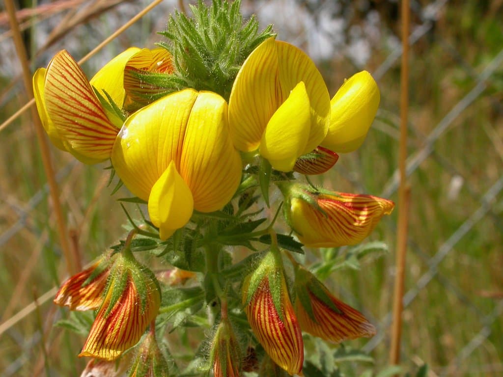Ononis natrix L.