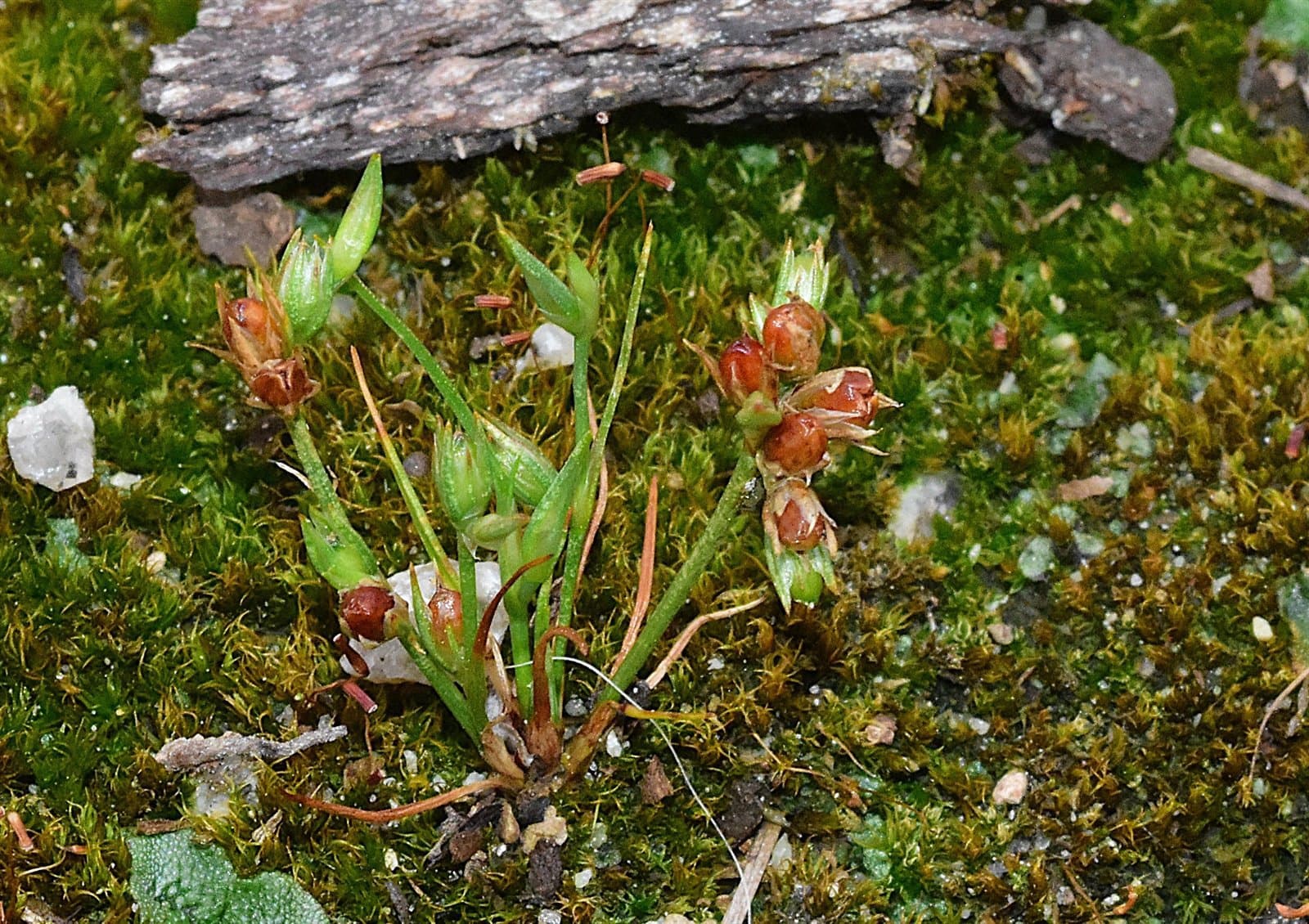 Juncus minutulus (Albert & Jahand.) Prain