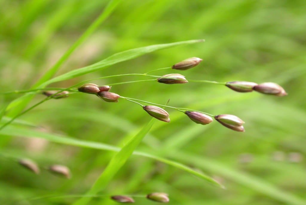 Melica uniflora Retz.