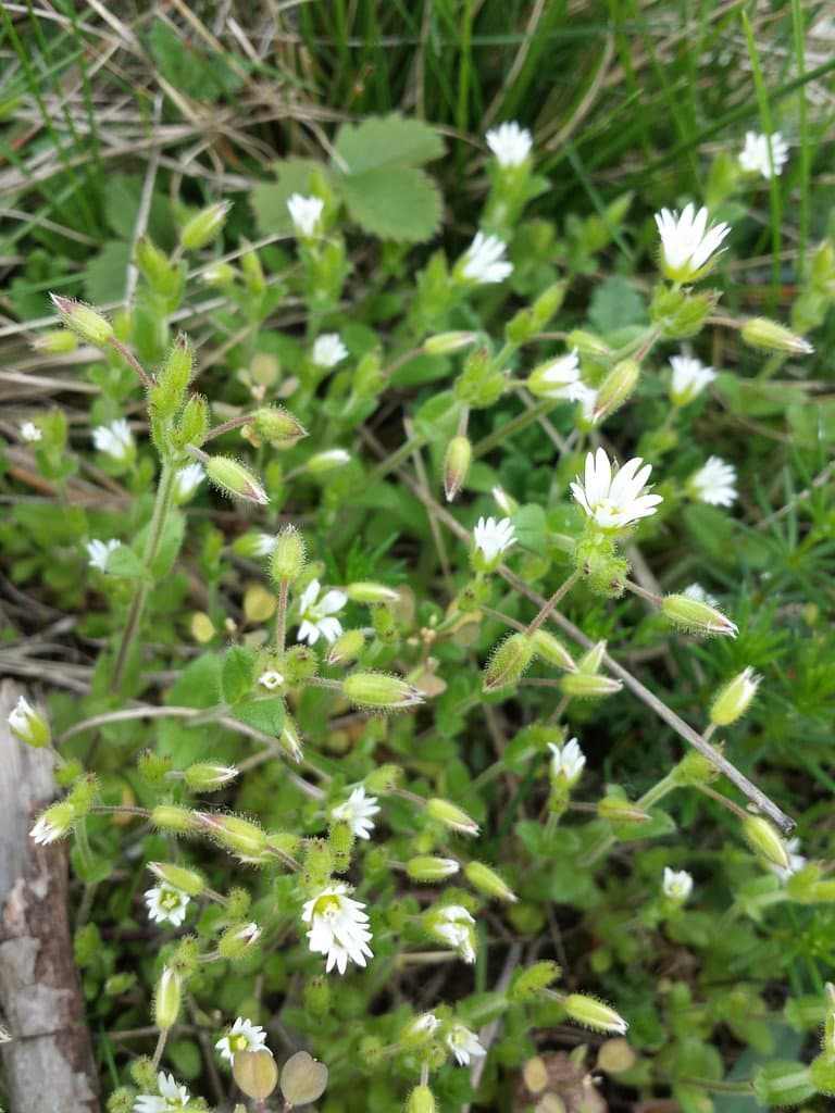 Cerastium pumilum Curtis