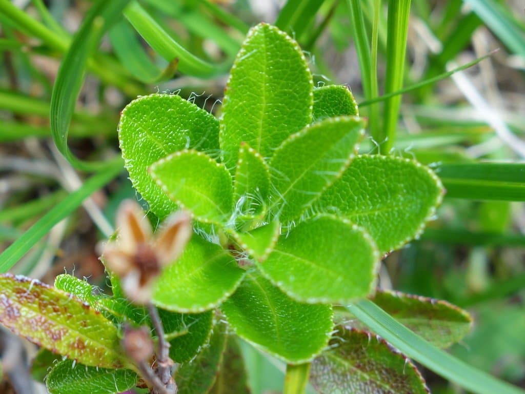 Rhododendron hirsutum L.