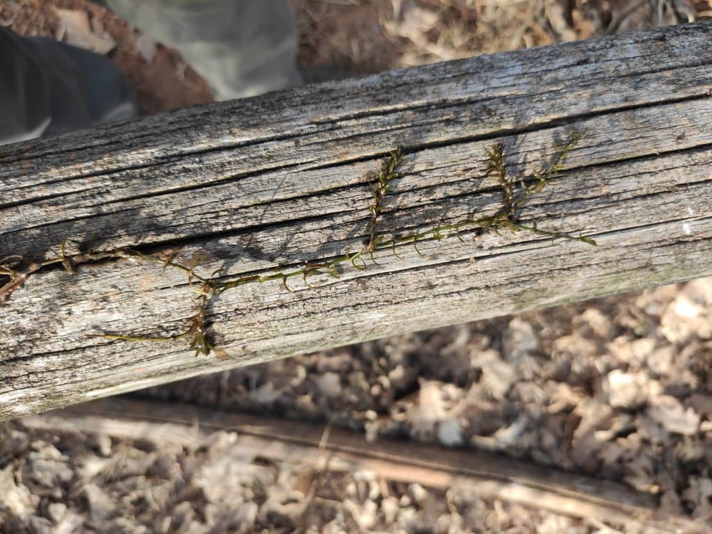 Elodea nuttallii (Planch.) H.St.John