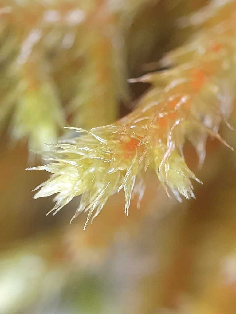 Antitrichia curtipendula (Hedw.) Brid.