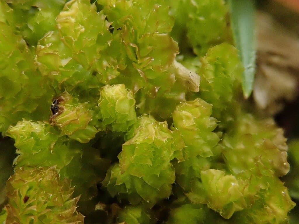 Barbilophozia lycopodioides (Wallr.) Loeske
