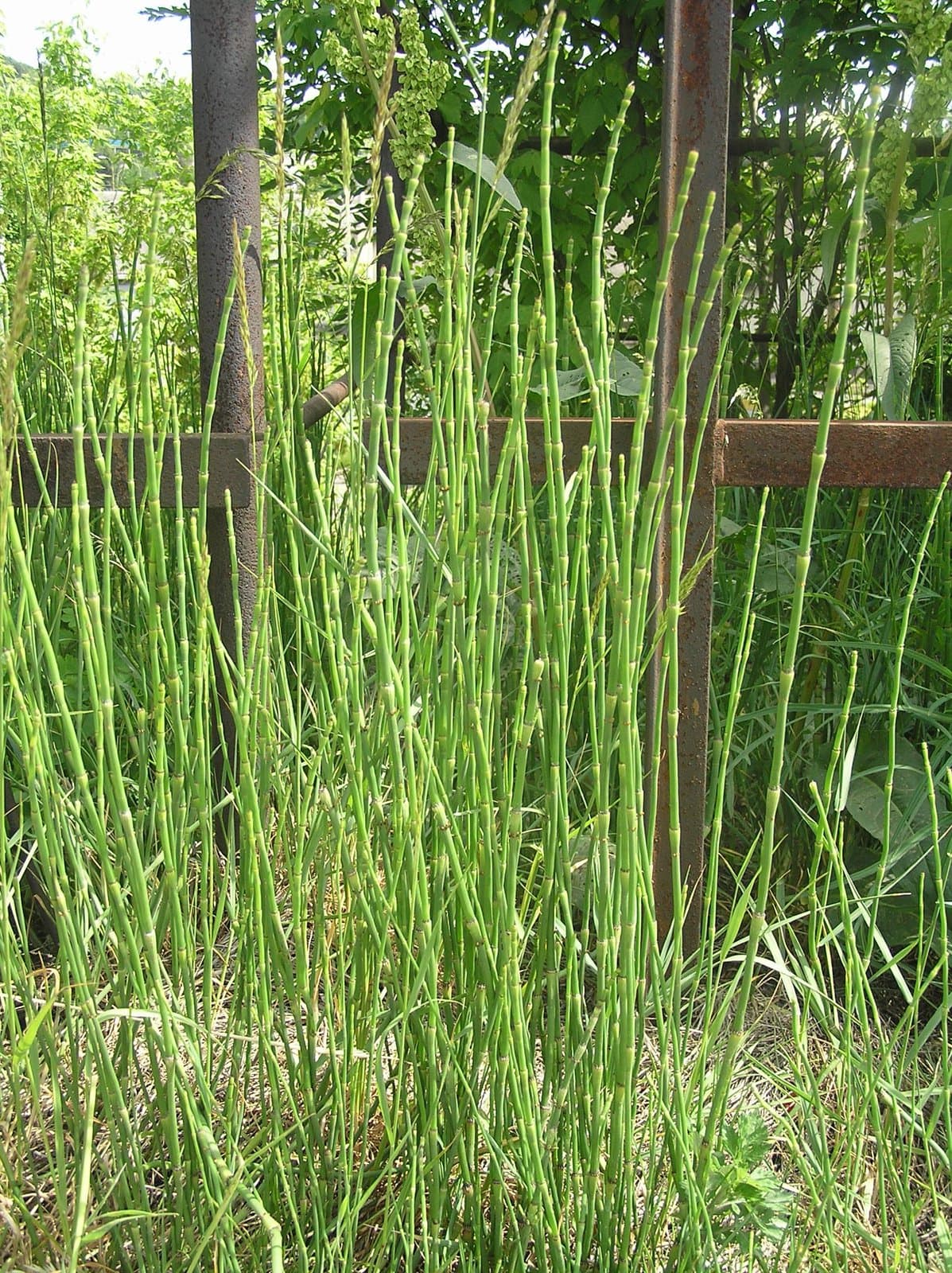 Equisetum ×moorei Newman