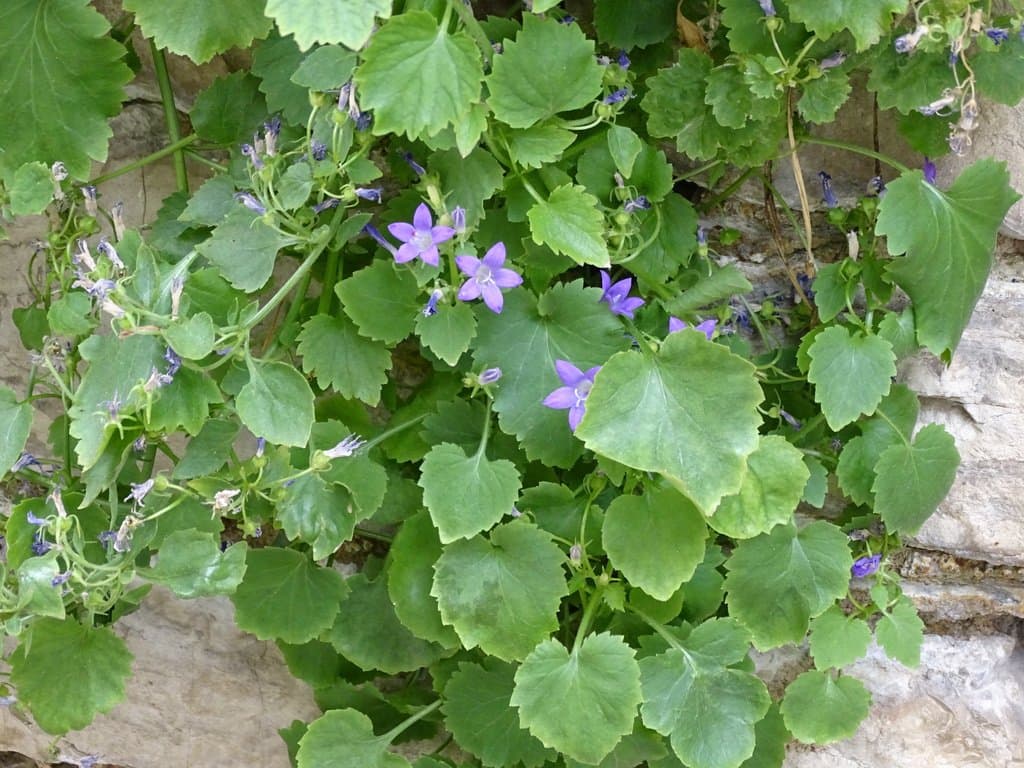 Campanula portenschlagiana Schult.