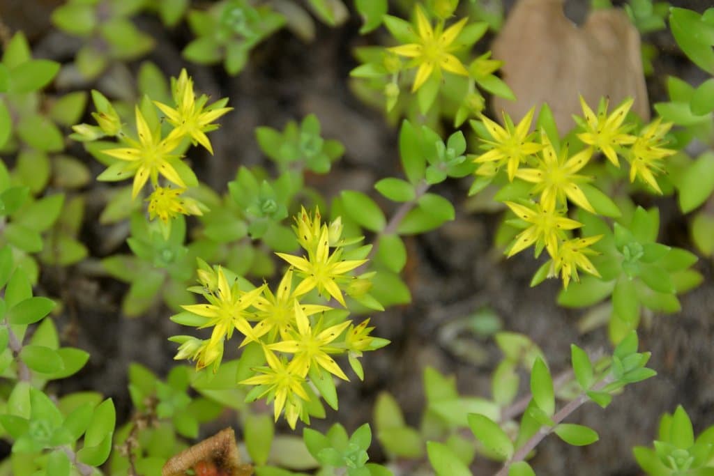 Sedum sarmentosum Bunge