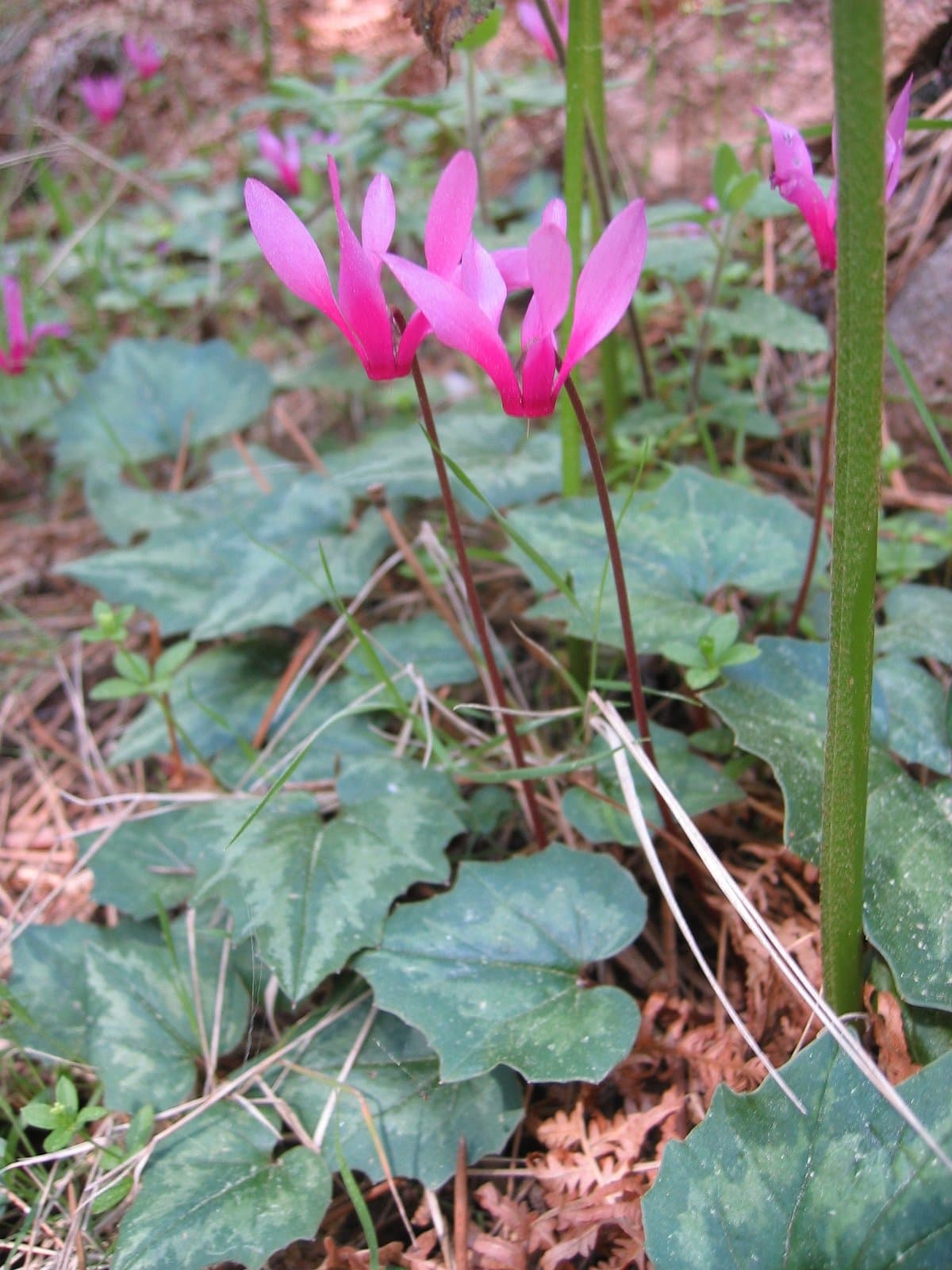 Cyclamen repandum Sm.