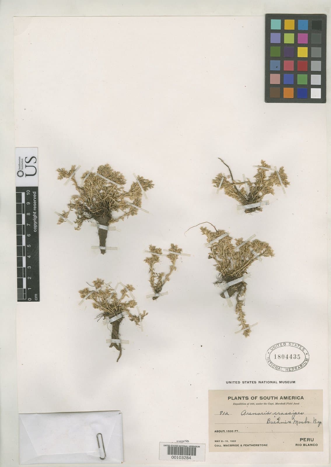 Arenaria crassipes Baehni & J.F.Macbr.