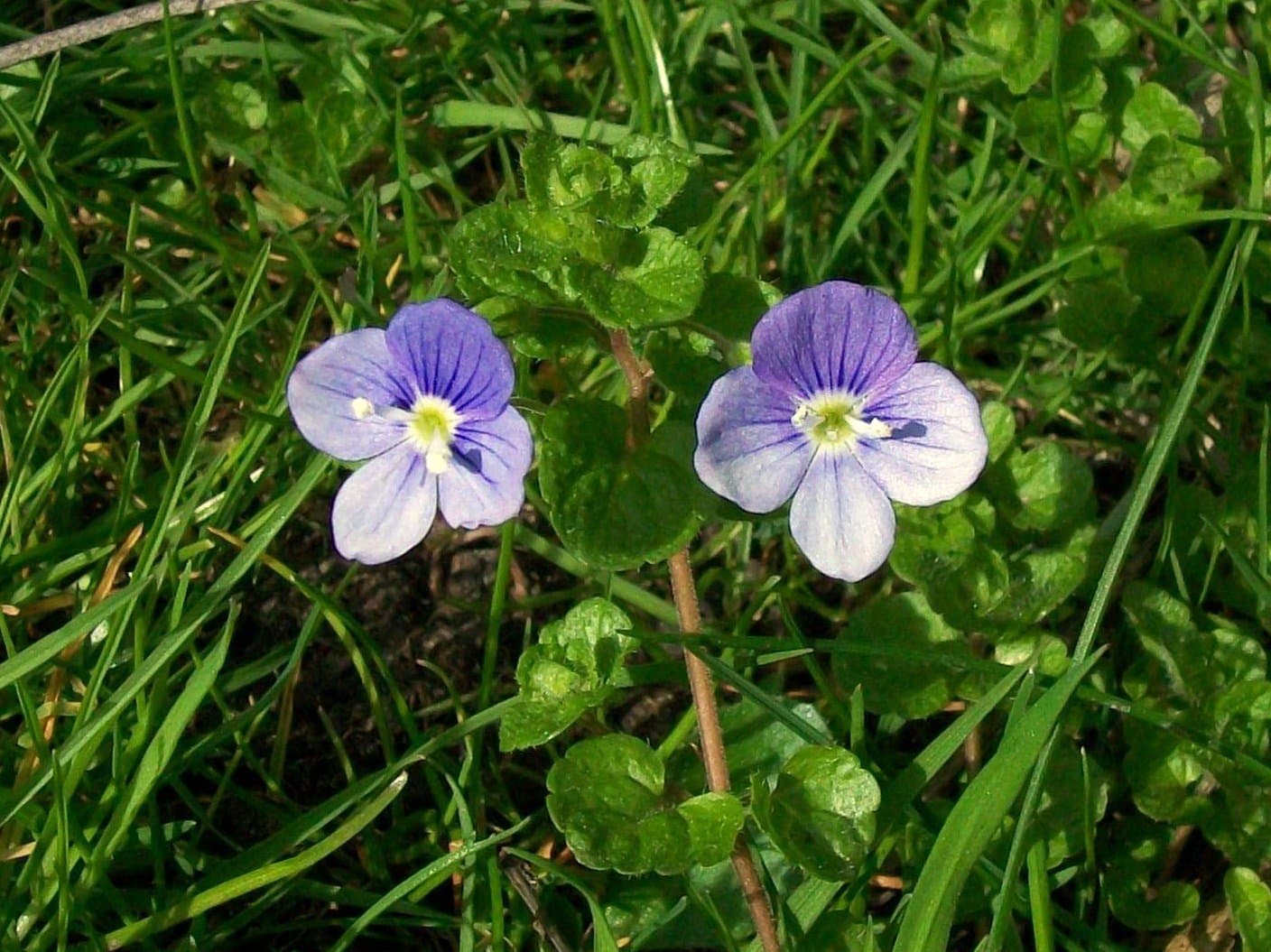 Veronica filiformis Sm.