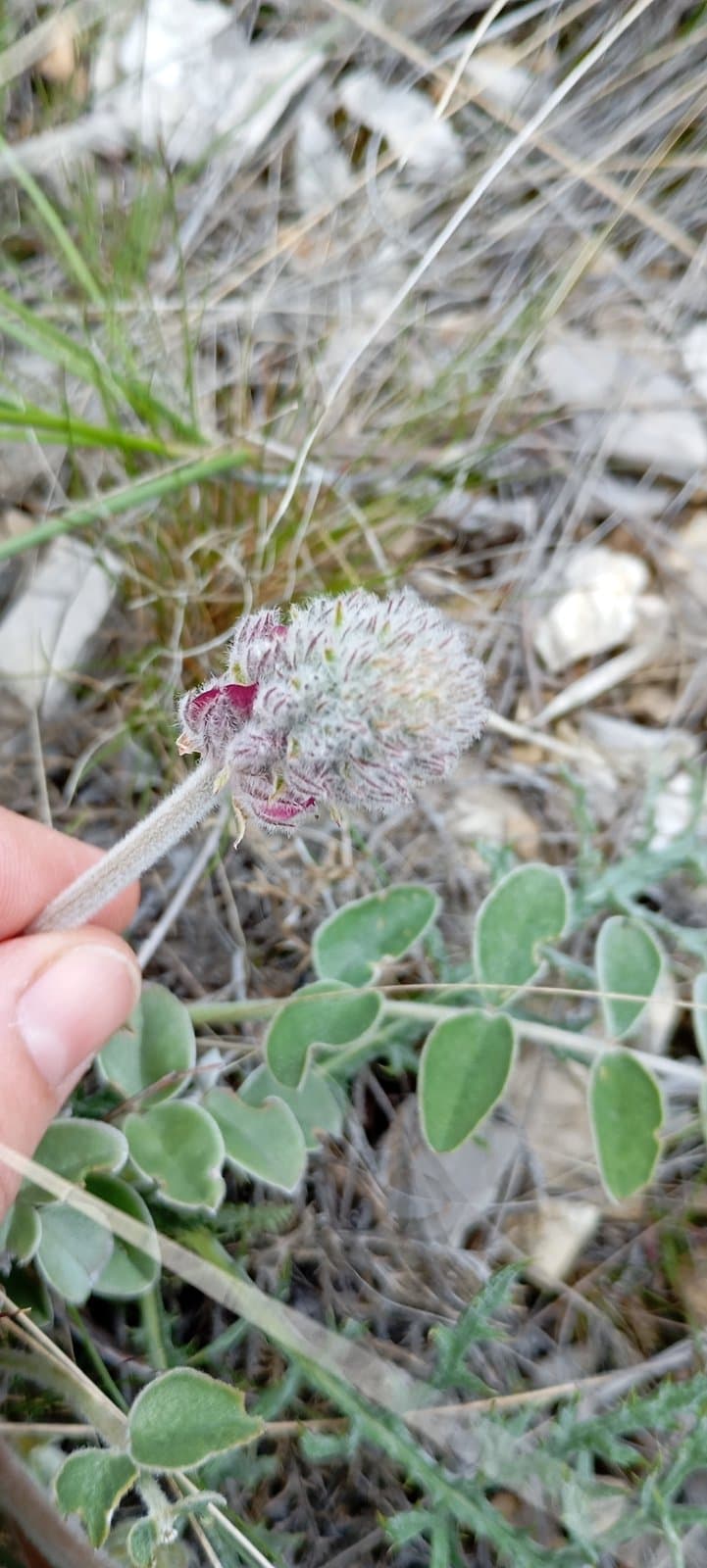 Hedysarum argyrophyllum Ledeb.
