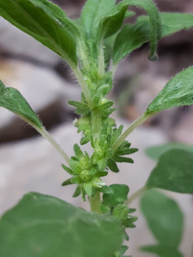 Parietaria pensylvanica Muhl. ex Willd.