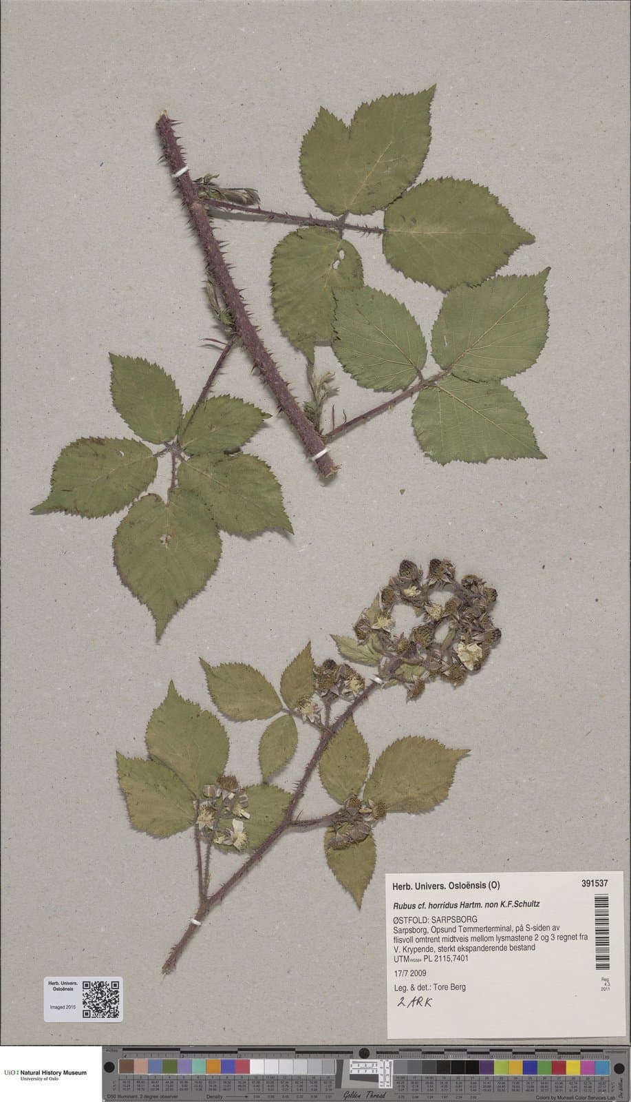 Rubus horridus Schultz