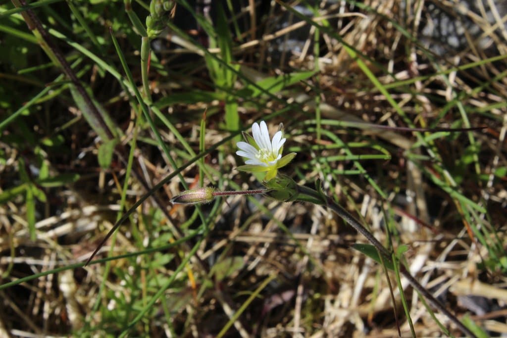 Cerastium holosteoides Fr.