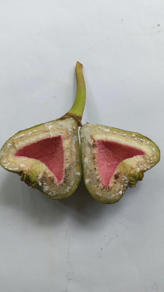 Ficus auriculata Lour.