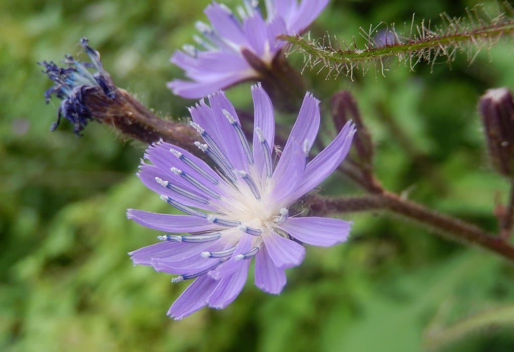 Cicerbita alpina (L.) Wallr.