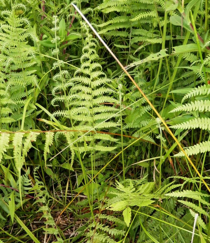 Thelypteris palustris Schott
