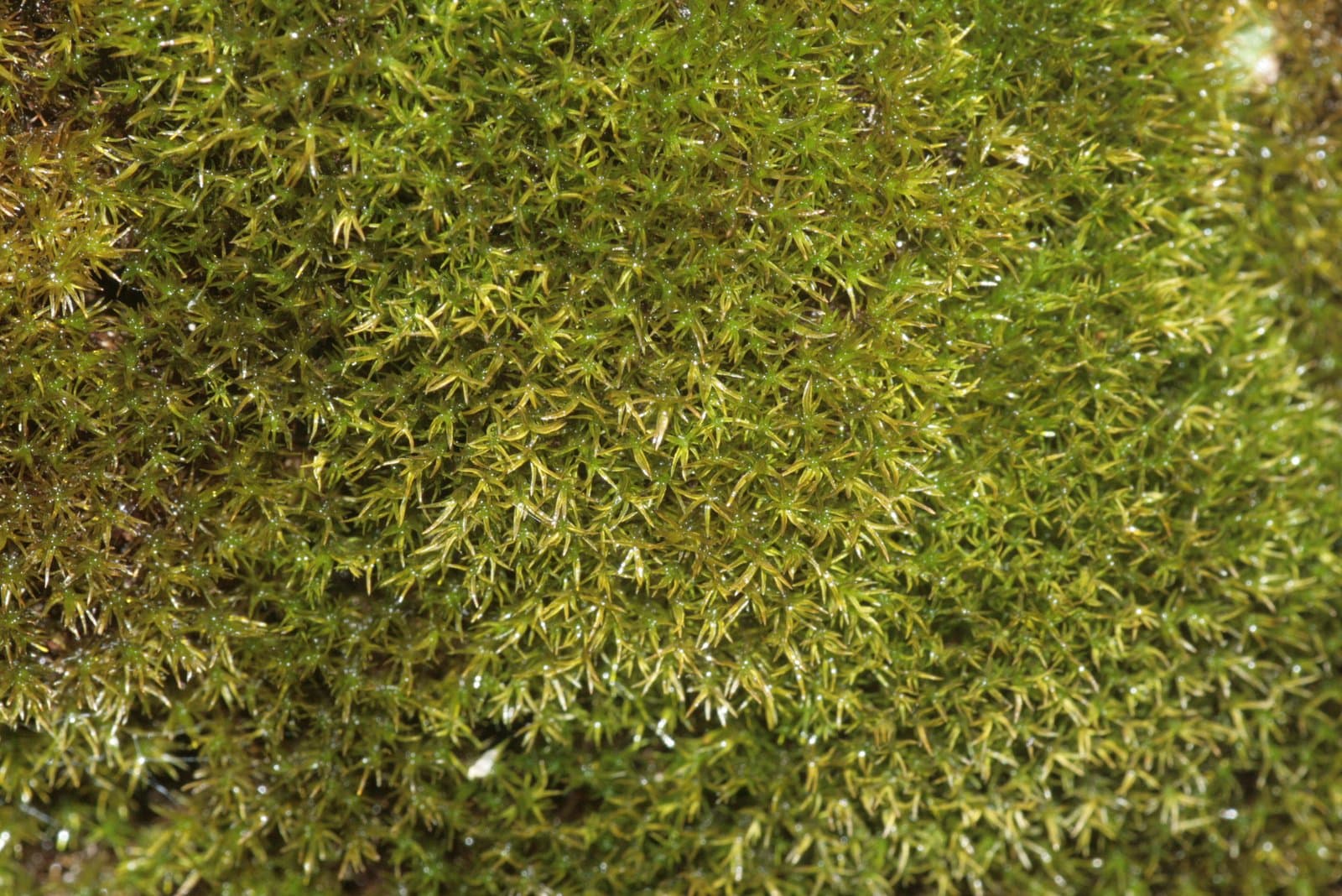 Hymenostylium recurvirostrum (Hedw.) Dixon