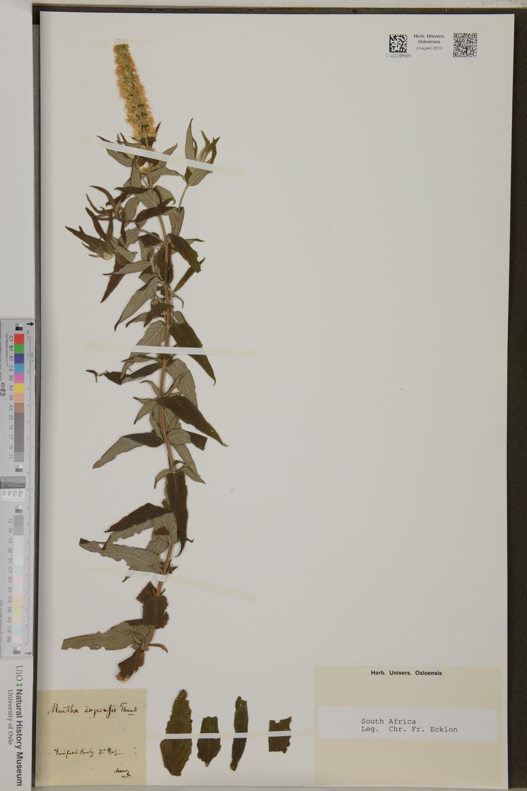 Mentha capensis Burch., 1822