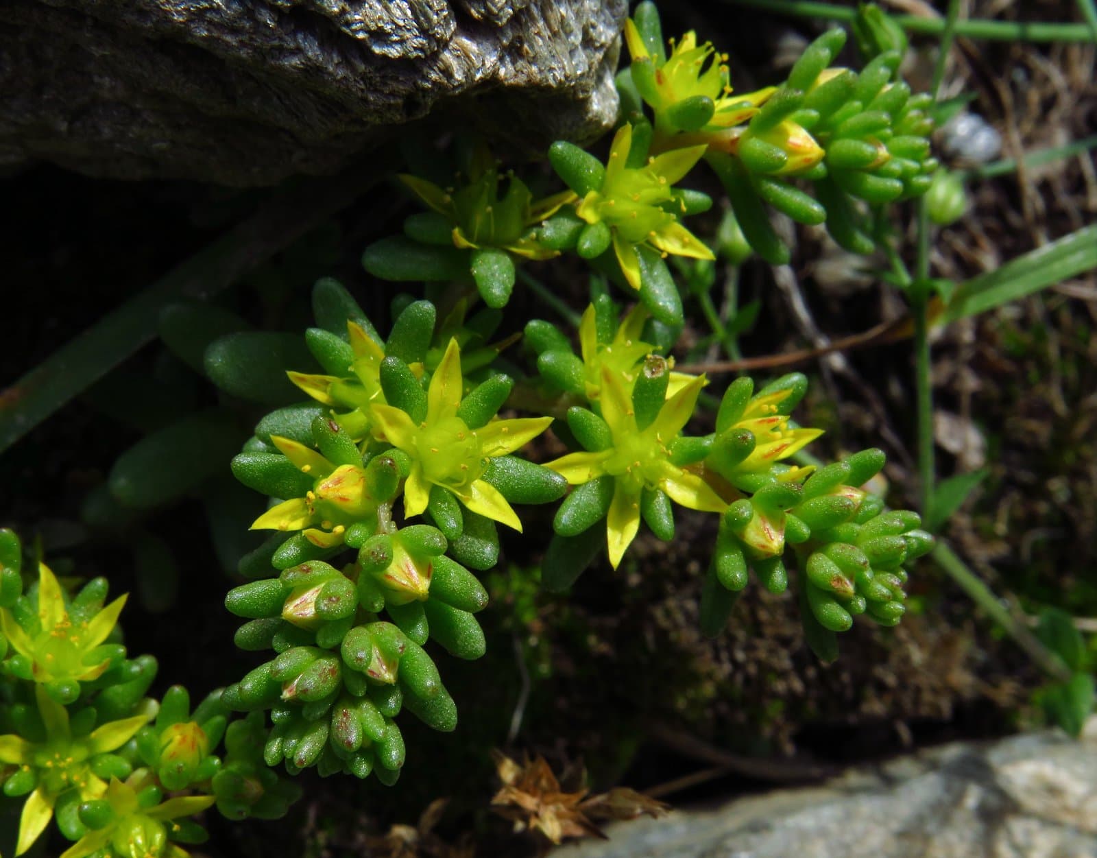 Sedum annuum L.
