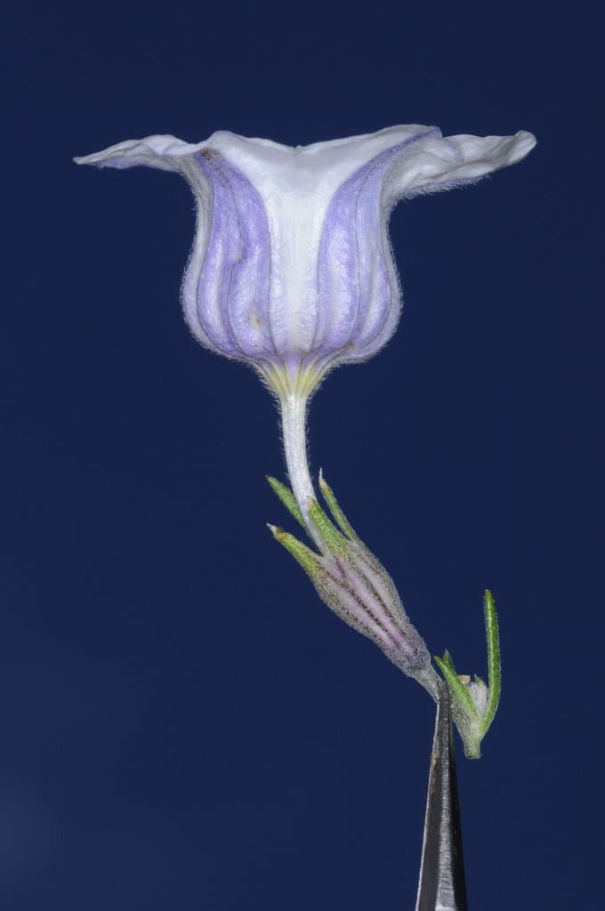 Nierembergia tucumanensis Millán