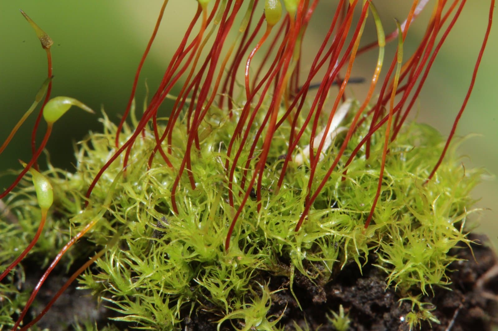 Dicranella grevilleana (Brid.) Schimp.