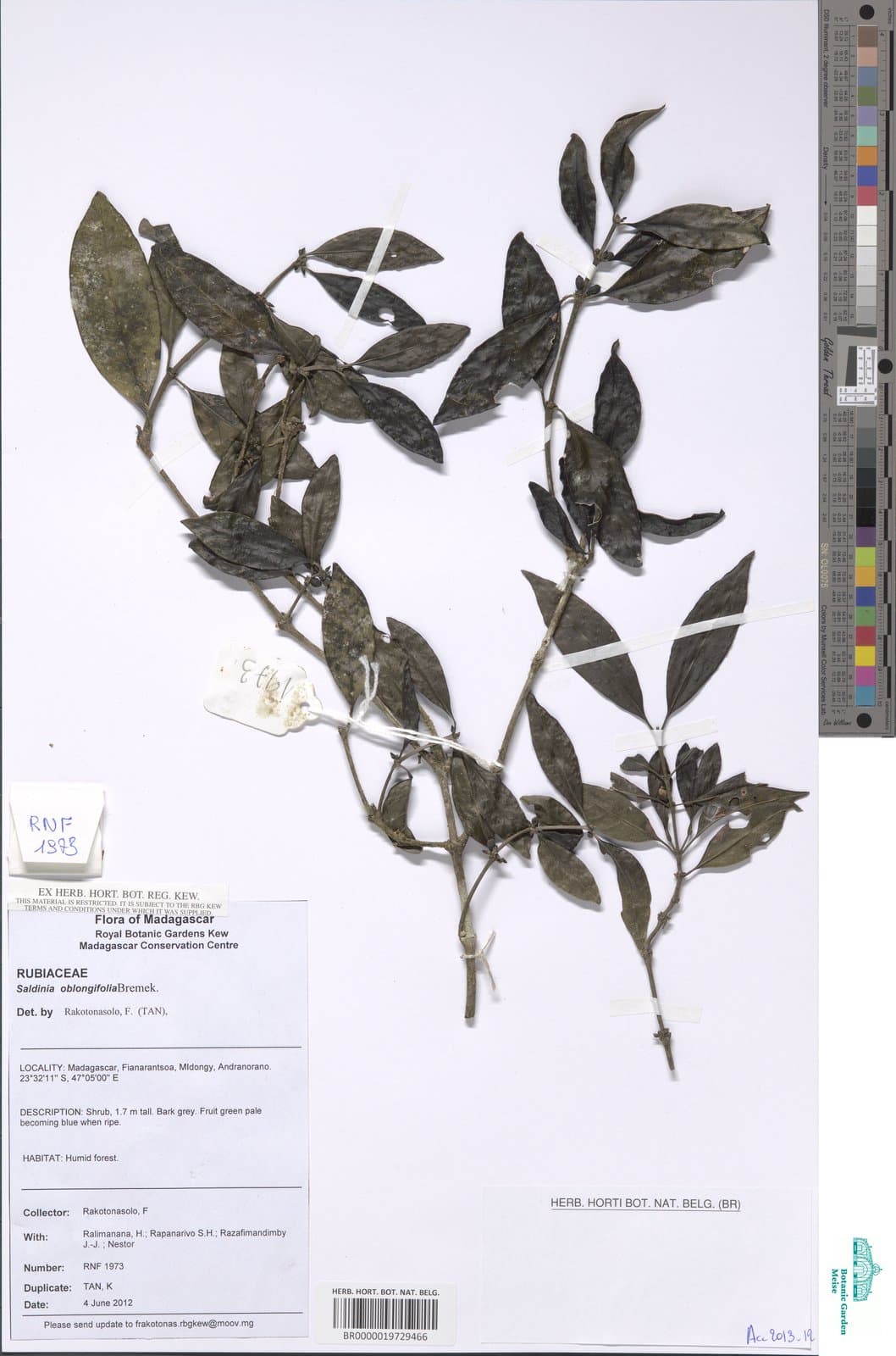 Saldinia oblongifolia Bremek.