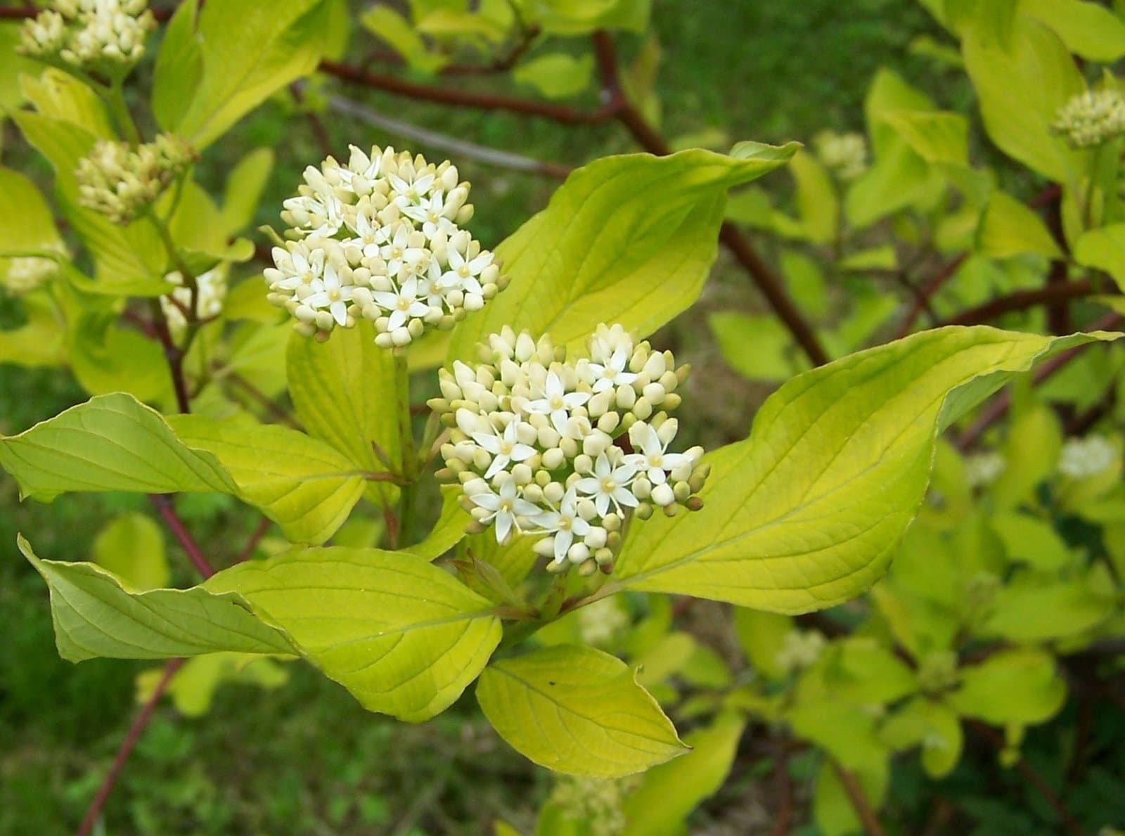Cornus alba L.