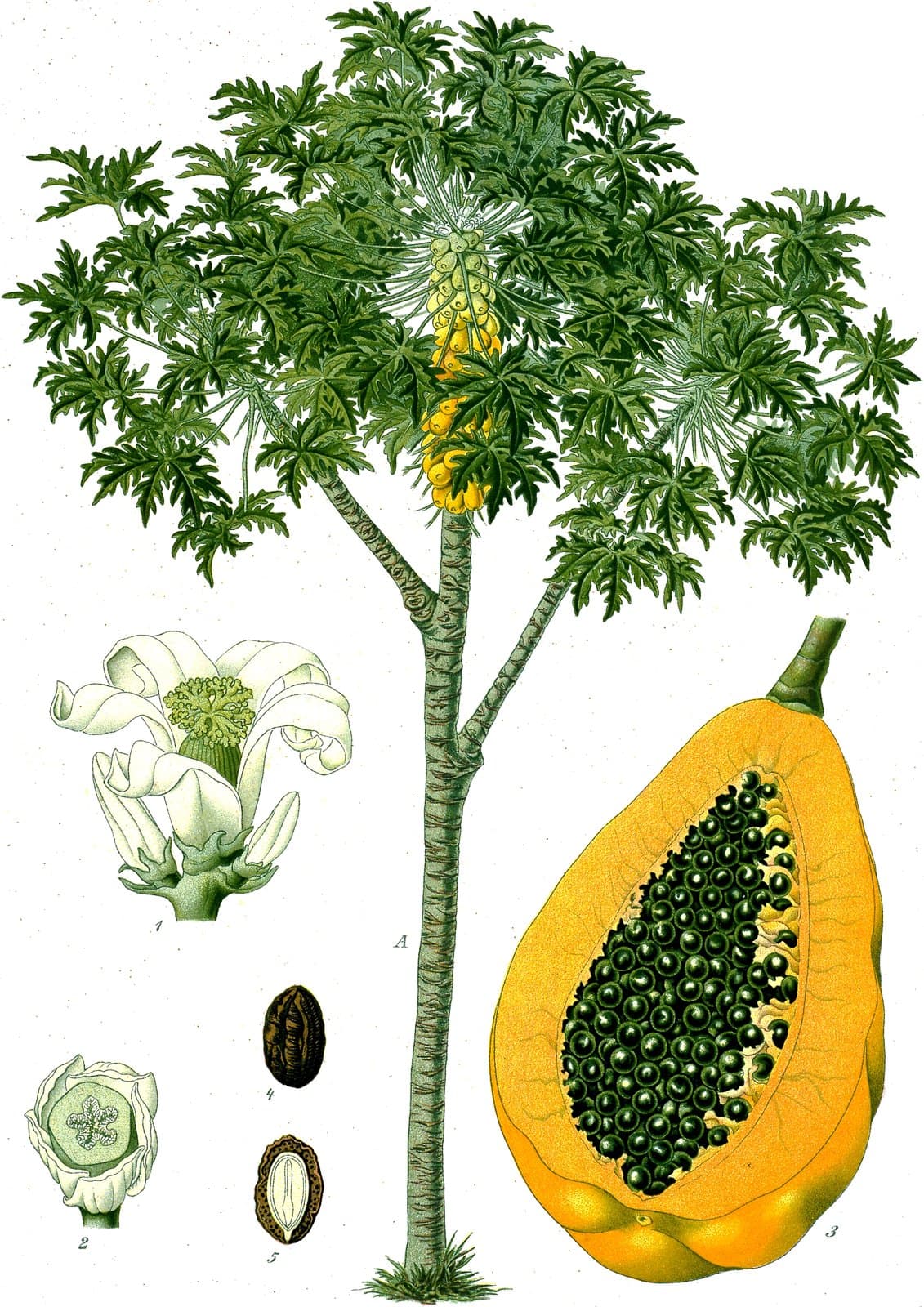 Carica papaya L.