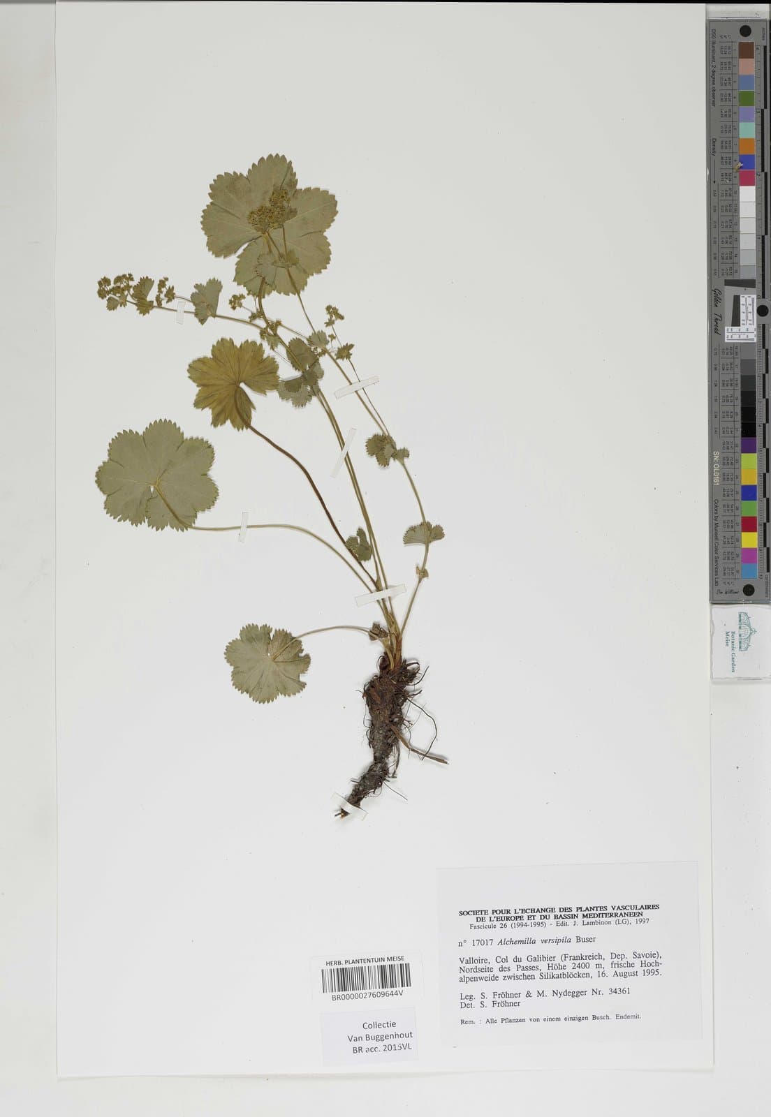 Alchemilla versipila Buser