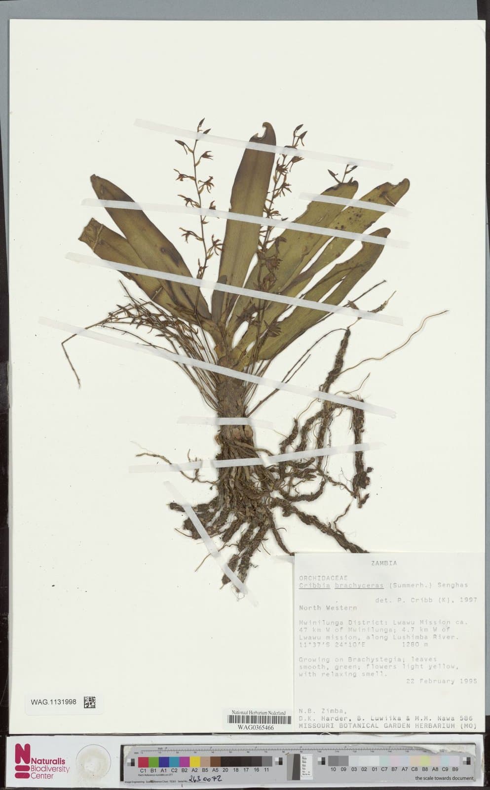 Rhipidoglossum brachyceras (Summerh.) Farminhão & Stévart