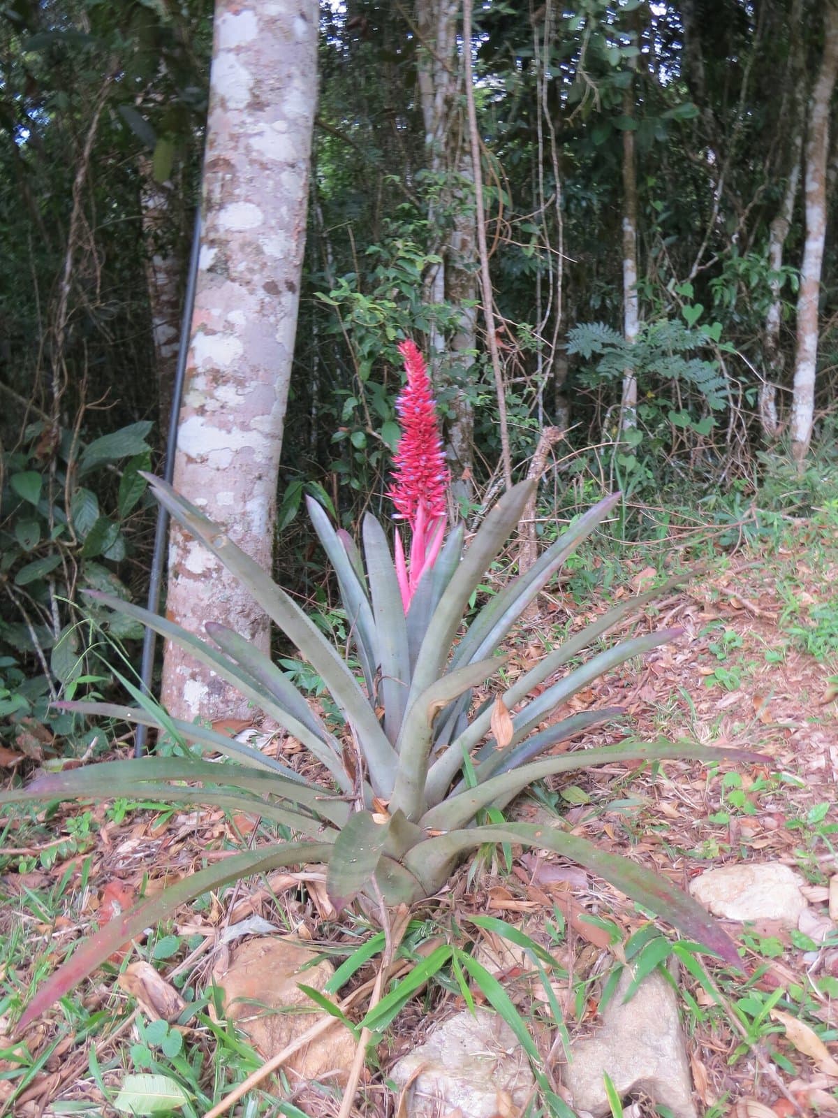 Aechmea aiuruocensis Leme