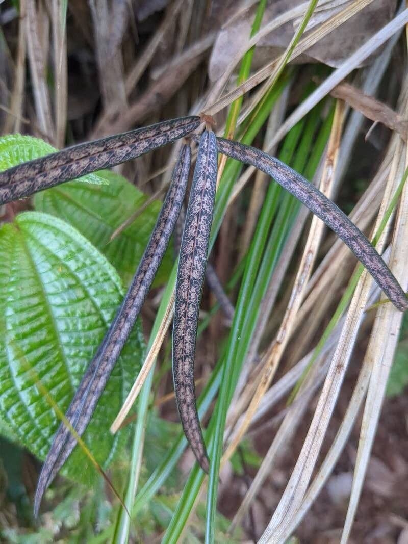 Trichosandra borbonica Decne.