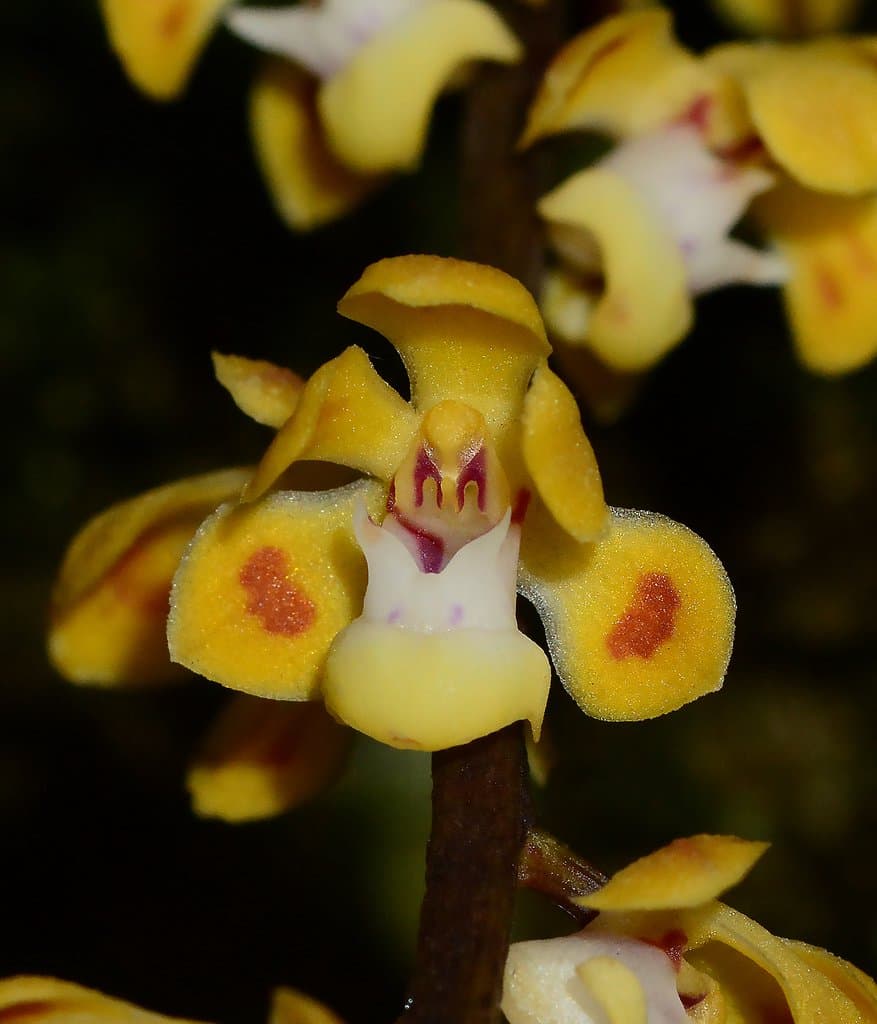 Smithsonia maculata (Dalzell) C.J.Saldanha