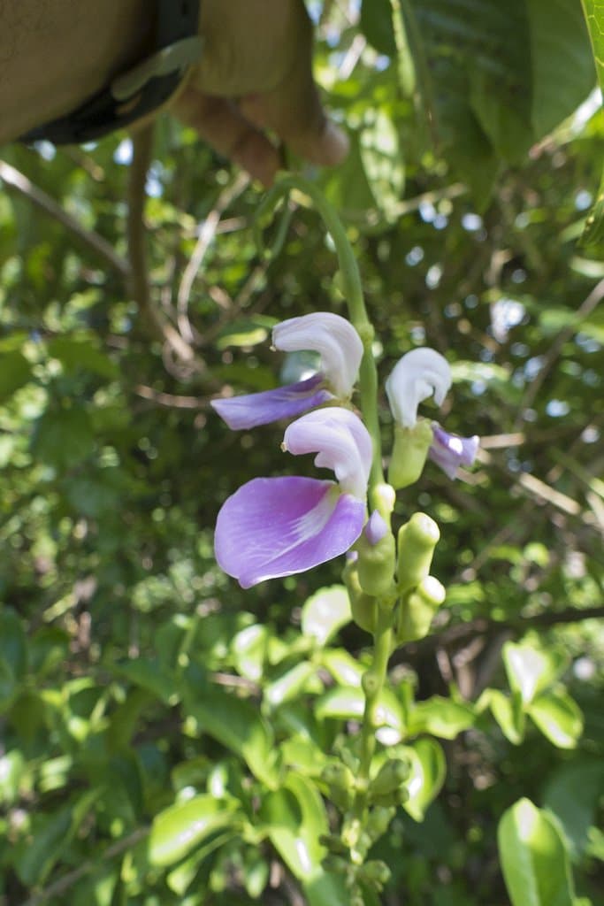 Canavalia gladiata (Jacq.) DC.