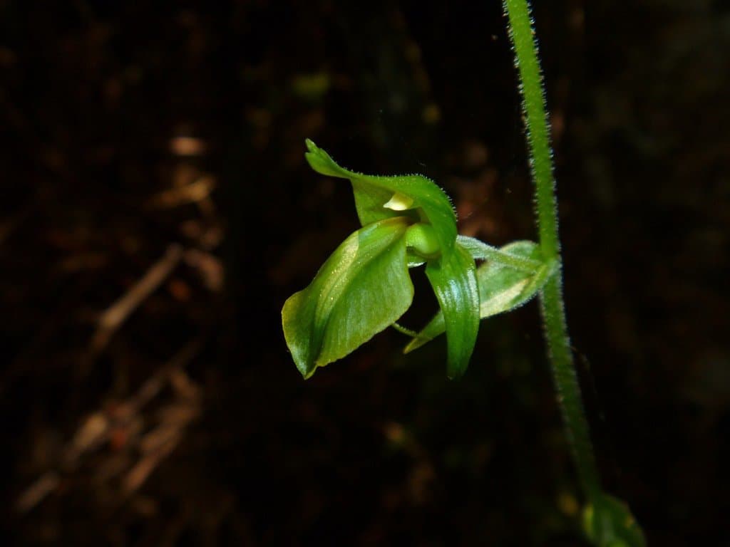 Achlydosa glandulosa (Schltr.) M.A.Clem. & D.L.Jones