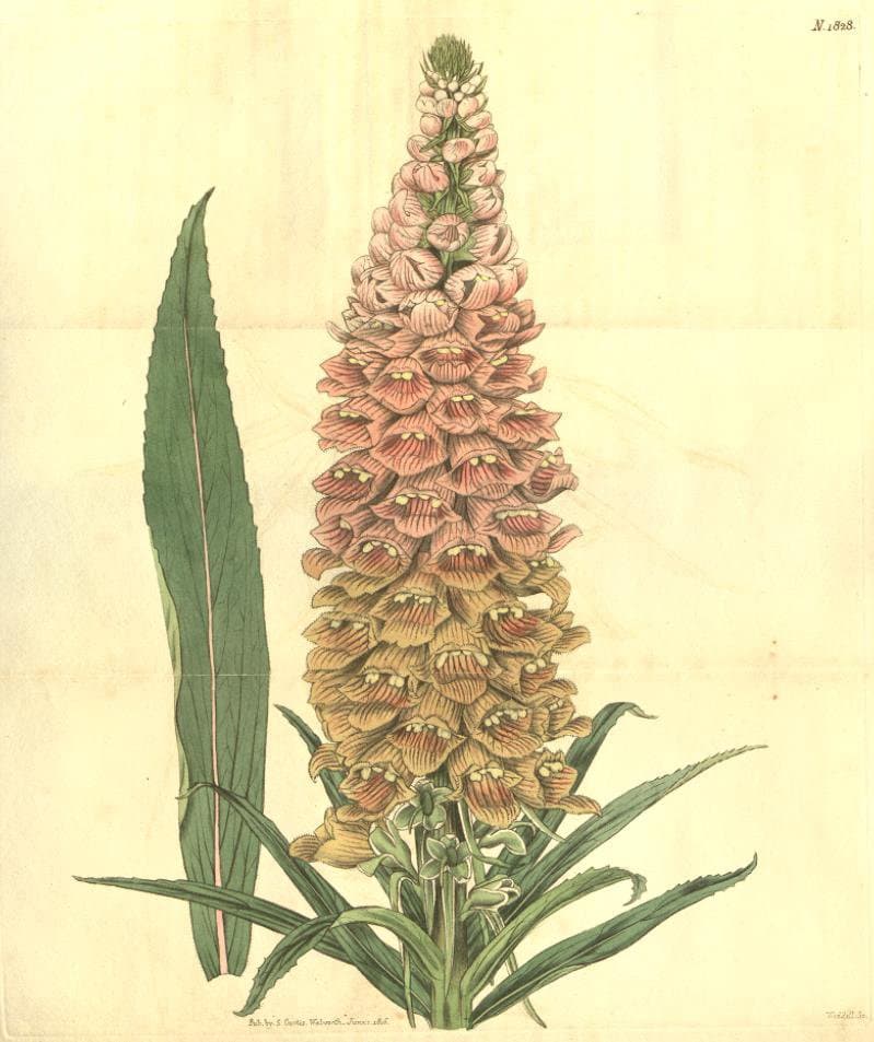 Digitalis ferruginea L.