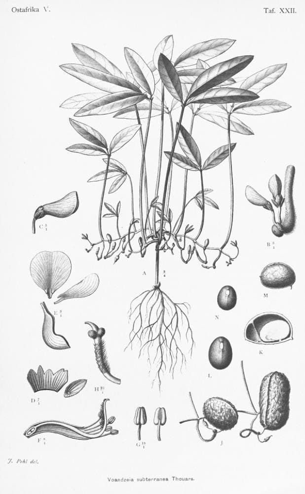 Vigna subterranea (L.) Verdc.