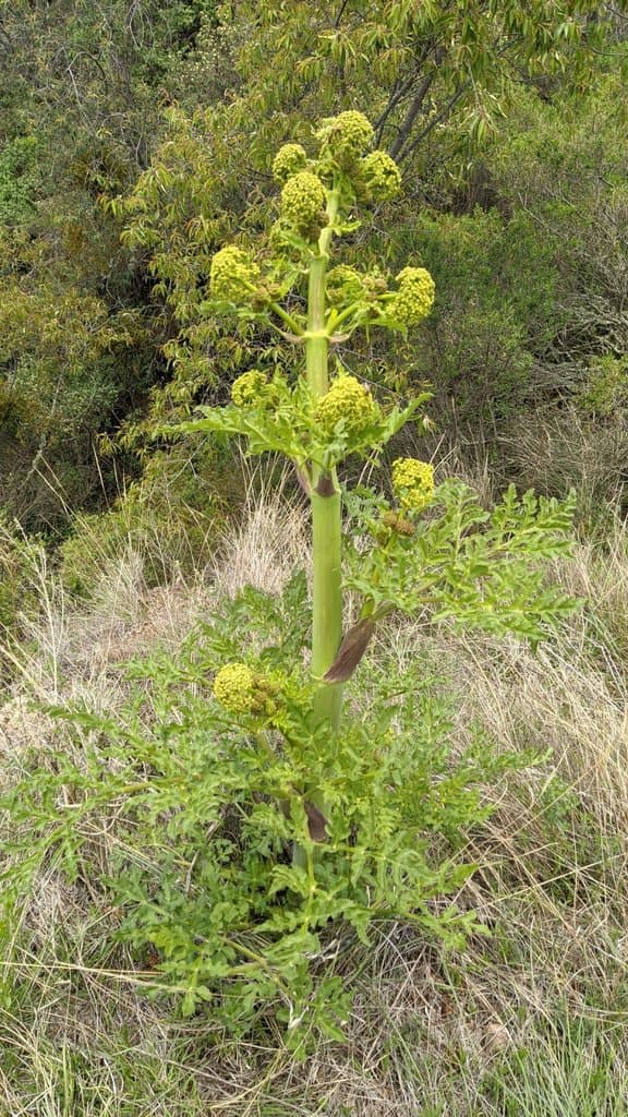 Prionosciadium thapsoides (DC.) Mathias