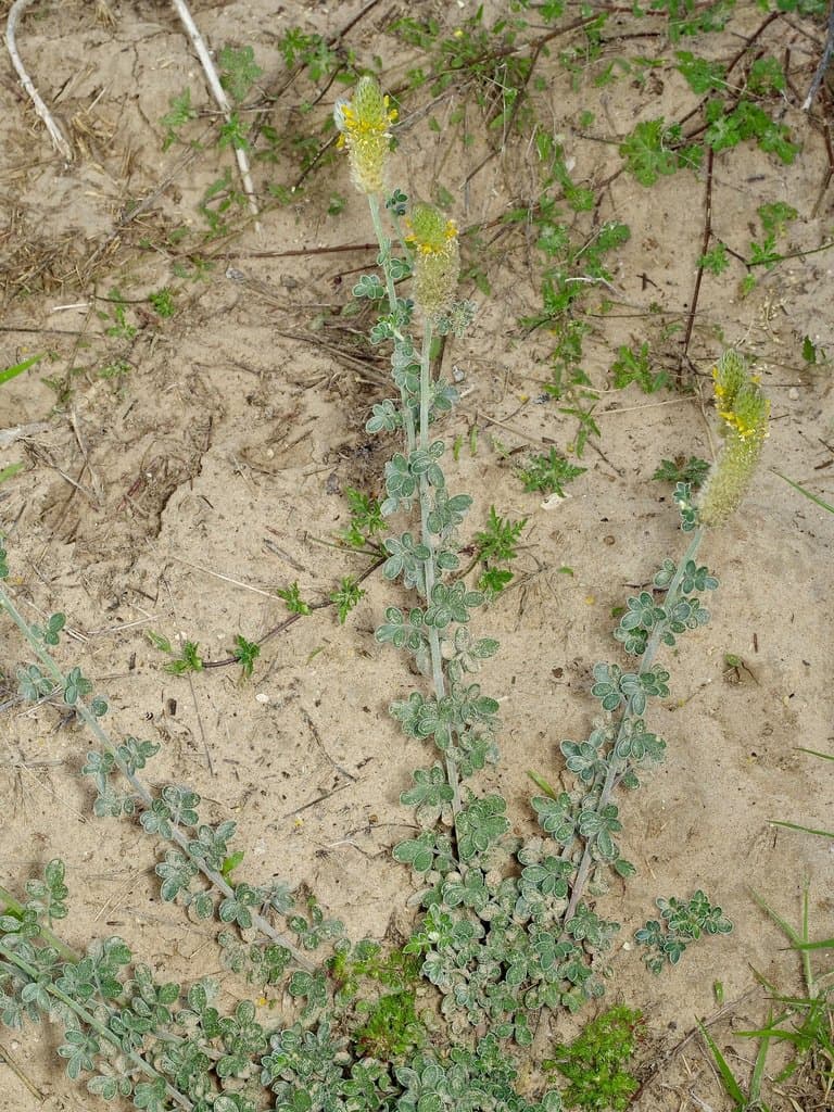 Dalea ceciliana B.L.Turner